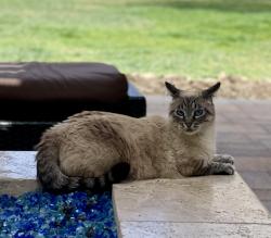 Lost Female Cat last seen Las Vegas blv, Las Vegas, NV 89123