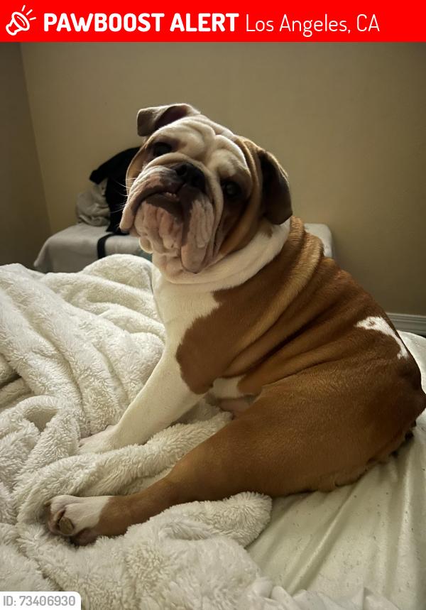 Lost Female Dog last seen Near n Almadale ave, Los Angeles, CA 90032