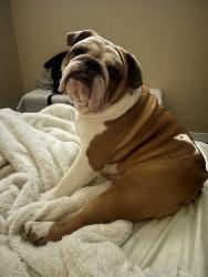 Lost Female Dog last seen Near n Almadale ave, Los Angeles, CA 90032