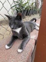 Reunited Male Cat last seen Arovista Ave, Brea, CA 92821