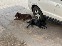 Found/Stray Unknown Dog last seen Nw16th and n Rockwell, Oklahoma City, OK 73127