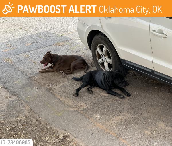 Found/Stray Unknown Dog last seen Nw16th and n Rockwell, Oklahoma City, OK 73127