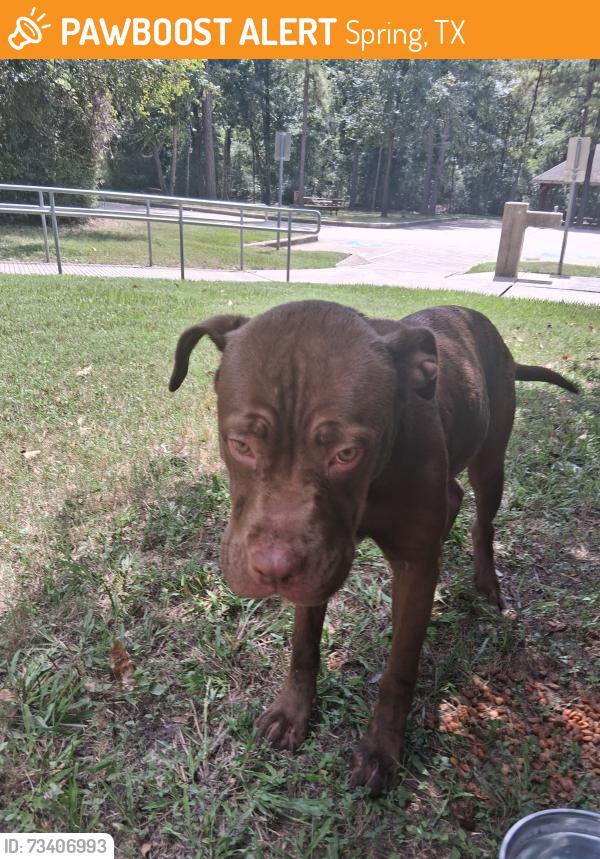 Found/Stray Male Dog last seen At the playground of Sandpiper Trail, Spring, TX 77373