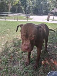Found/Stray Male Dog last seen At the playground of Sandpiper Trail, Spring, TX 77373
