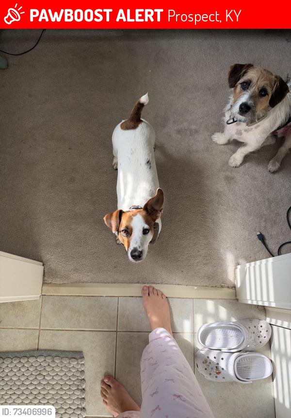 Lost Male Dog last seen Near Olde Creek Way, Prospect, KY 40059