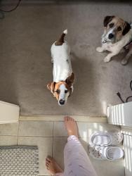 Lost Male Dog last seen Near Olde Creek Way, Prospect, KY 40059