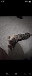 Lost Female Cat last seen Kasey drive azalea park, Azalea Park, FL 32807