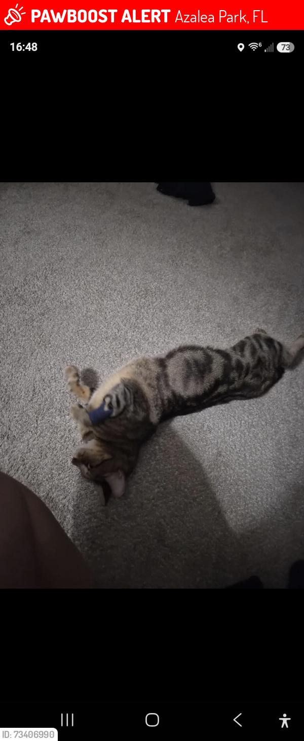 Lost Female Cat last seen Kasey drive azalea park, Azalea Park, FL 32807