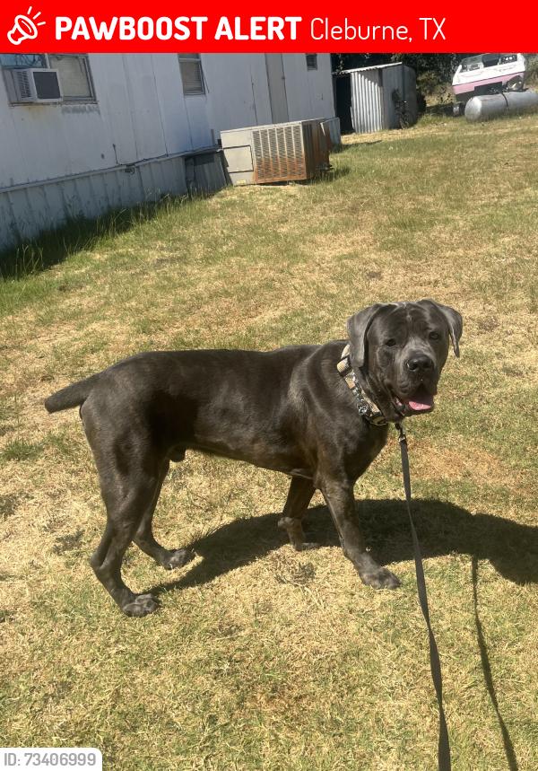 Lost Male Dog last seen Fm 3048, Cleburne, TX 76031