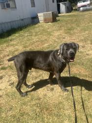 Lost Male Dog last seen Fm 3048, Cleburne, TX 76031