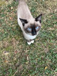 Found/Stray Male Cat last seen Leawood Court Lindale Ga, Floyd County, GA 30147