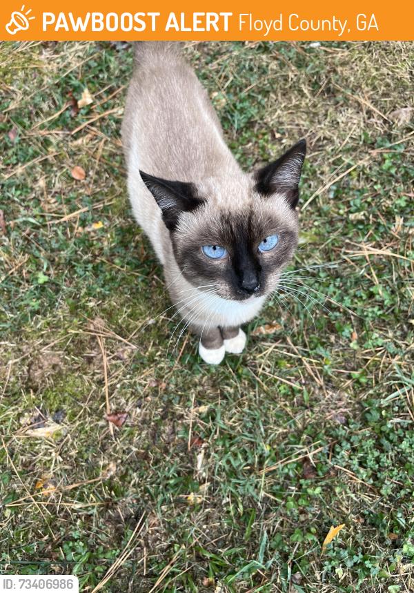 Found/Stray Male Cat last seen Leawood Court Lindale Ga, Floyd County, GA 30147