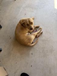 Reunited Male Dog last seen Cliffrose ct and Jonathan, Adelanto, CA 92301