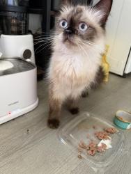 Found/Stray Female Cat last seen Near st prairie, Torrance, CA 90504