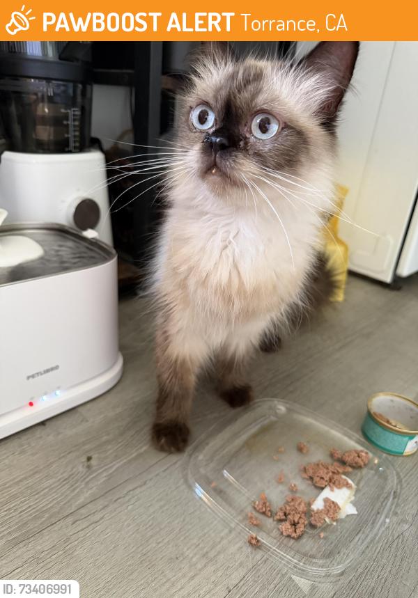 Found/Stray Female Cat last seen Near st prairie, Torrance, CA 90504