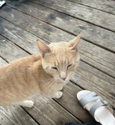 Found/Stray Male Cat last seen John and Lansing st, Utica, NY 13501