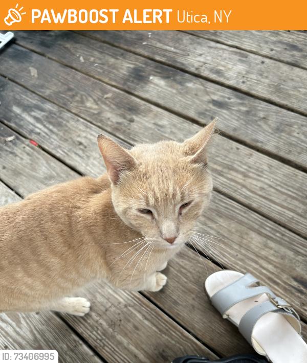 Found/Stray Male Cat last seen John and Lansing st, Utica, NY 13501