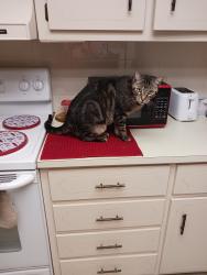 Lost Male Cat last seen Near N Joshua Lane, Lantana (Mara Lago Cay), Atlantis, FL 33462