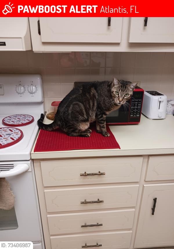 Lost Male Cat last seen Near N Joshua Lane, Lantana (Mara Lago Cay), Atlantis, FL 33462