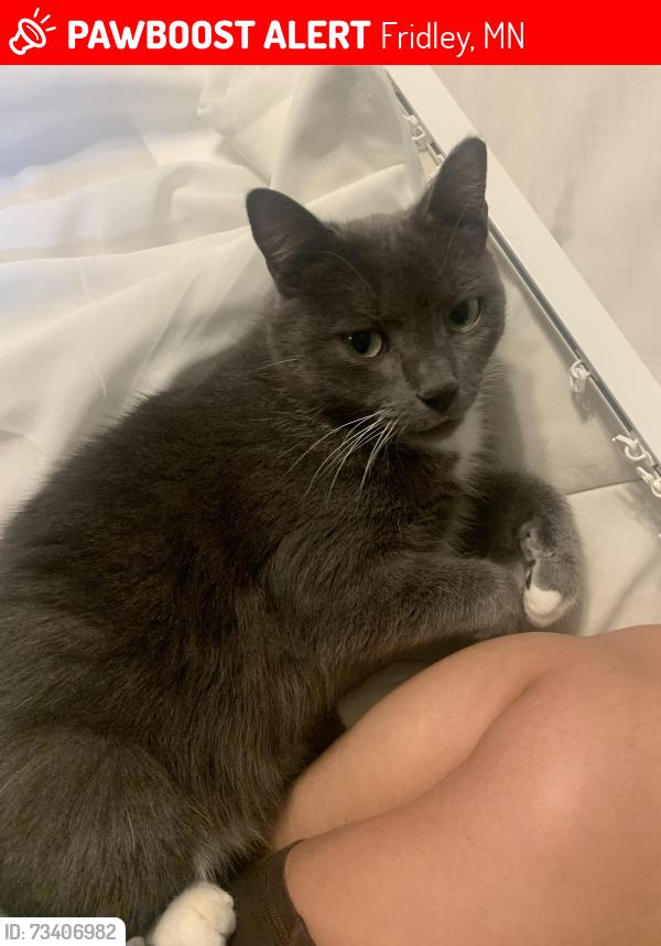 Lost Female Cat last seen Skywood LN NE, Fridley, MN 55421