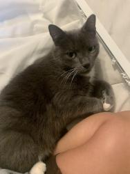 Lost Female Cat last seen Skywood LN NE, Fridley, MN 55421