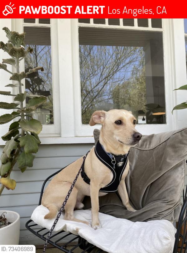 Lost Male Dog last seen Vanowen and Lindley, Los Angeles, CA 91335