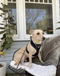 Lost Male Dog last seen Vanowen and Lindley, Los Angeles, CA 91335