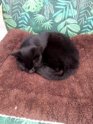 Found/Stray Male Cat last seen Montview and Dunkirk, Aurora, CO 80011