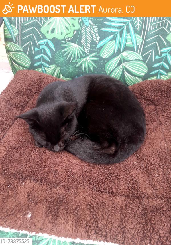 Found/Stray Male Cat last seen Montview and Dunkirk, Aurora, CO 80011