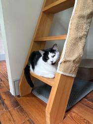 Lost Male Cat last seen 4th and master, Philadelphia, PA 19122