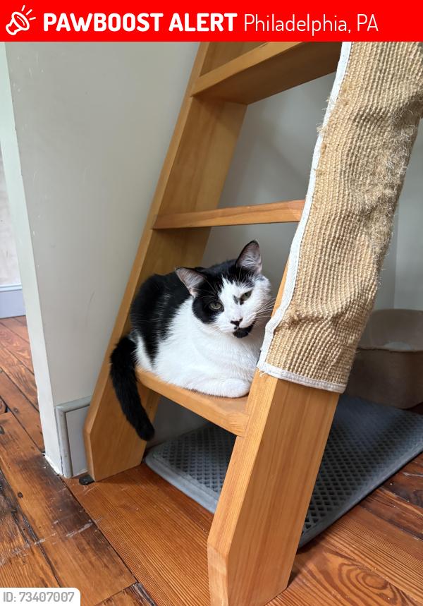 Lost Male Cat last seen 4th and master, Philadelphia, PA 19122