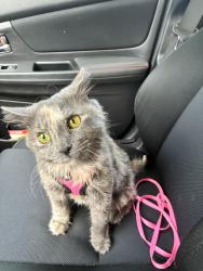 Lost Female Cat last seen Hannaford Sanford, Sanford, ME 04073