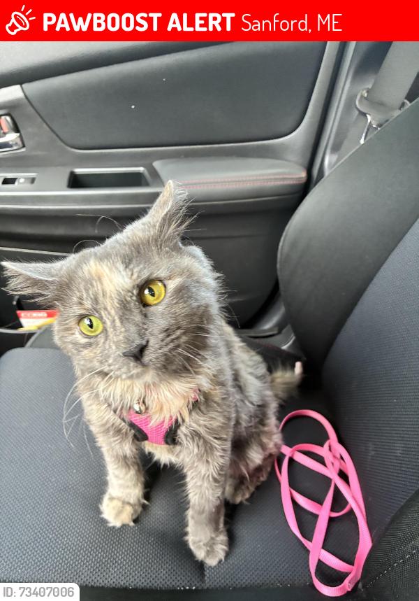 Lost Female Cat last seen Hannaford Sanford, Sanford, ME 04073