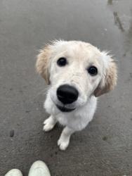 Reunited Female Dog last seen Near Pantigo Ln, Chesapeake, VA 23320, USA, Chesapeake, VA 23320