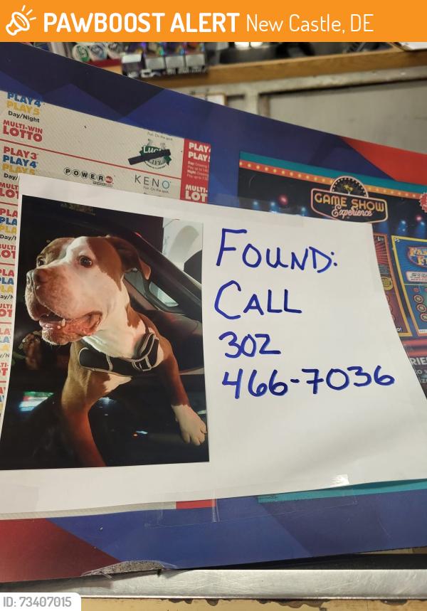 Found/Stray Male Dog last seen Found near Bp on south dupont Hwy, New Castle, DE 19720