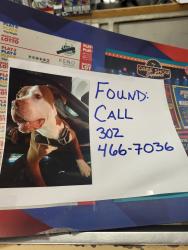 Found/Stray Male Dog last seen Found near Bp on south dupont Hwy, New Castle, DE 19720