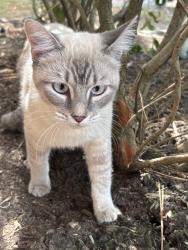 Found/Stray Unknown Cat last seen Jagged Ridge and Creekside Green, The Woodlands, TX 77389