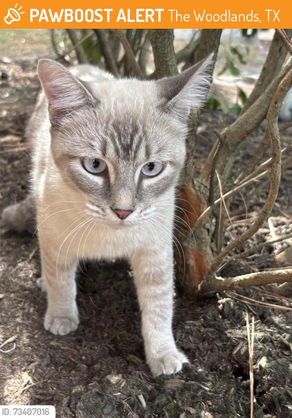 Found/Stray Unknown Cat last seen Jagged Ridge and Creekside Green, The Woodlands, TX 77389