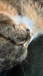 Reunited Female Cat last seen Shore Rd, Greenwich, CT 06870