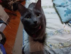 Lost Female Cat last seen 56th Terr Nieman, Shawnee, KS 66216