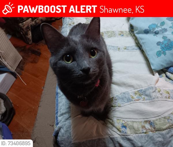 Lost Female Cat last seen 56th Terr Nieman, Shawnee, KS 66216