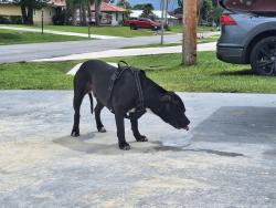 Found/Stray Male Dog last seen Prima Vista, Port St. Lucie, FL 34983