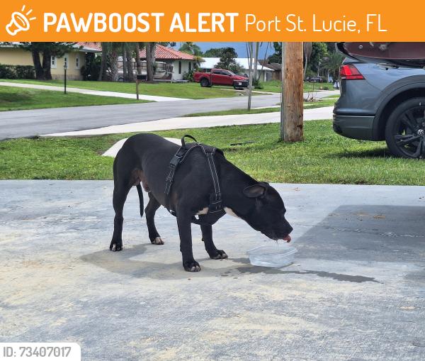 Found/Stray Male Dog last seen Prima Vista, Port St. Lucie, FL 34983