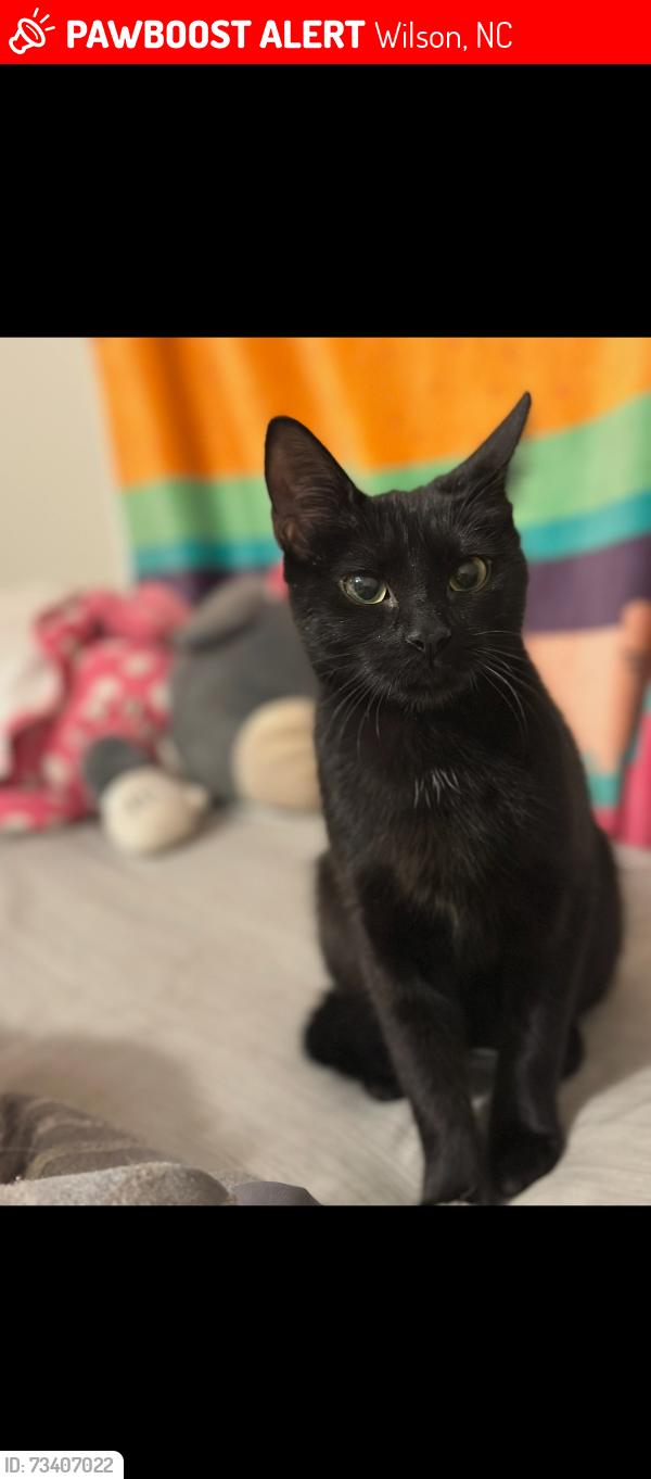 Lost Female Cat last seen Imperial ave & MLK, Wilson, NC 27893