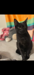 Lost Female Cat last seen Imperial ave & MLK, Wilson, NC 27893