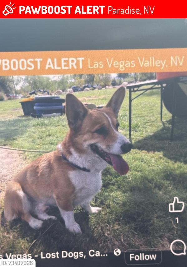 Lost Male Dog last seen Las vegas, Paradise, NV 89120