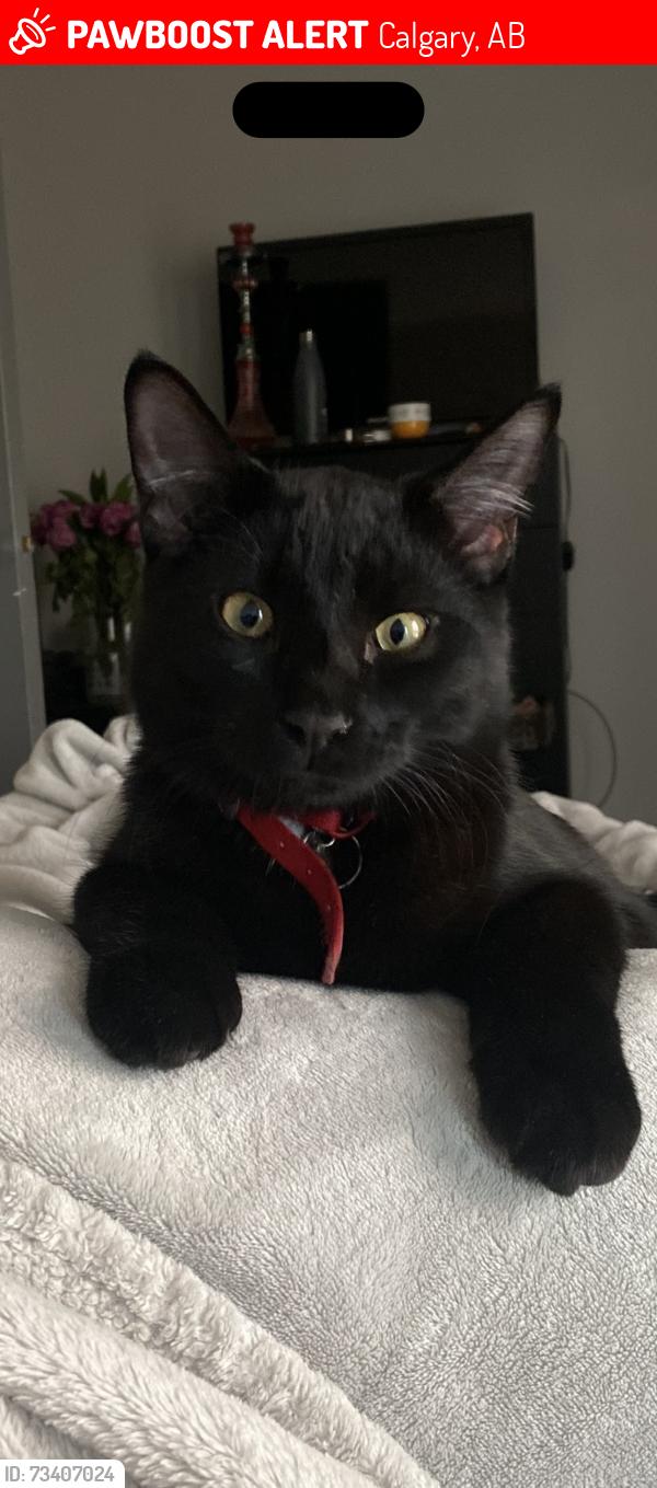 Lost Male Cat last seen Shawnessy terrace, Calgary, AB 