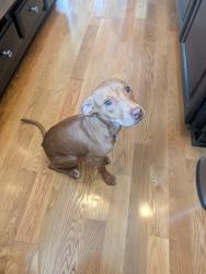 Found/Stray Female Dog last seen Malloy Rd and barlow, Robeson County, NC 28360