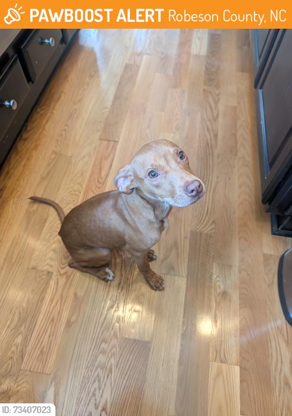 Found/Stray Female Dog last seen Malloy Rd and barlow, Robeson County, NC 28360