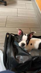 Lost Female Dog last seen university and extension, Mesa, AZ 85201